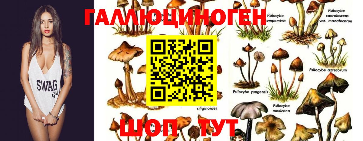 Гусь-Хрустальный  Галлюциногенные грибы Psilocybe  Вход с VPN 